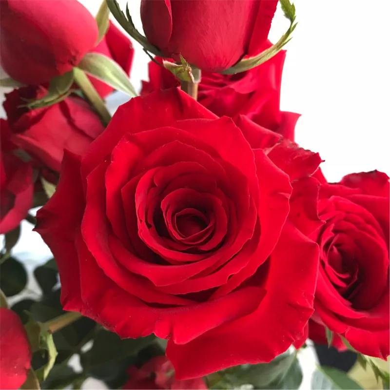Flower store supply sweet red rose calora