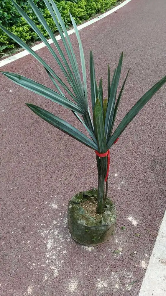 
Large perennial Landscape trees Bismarckia nobilis 