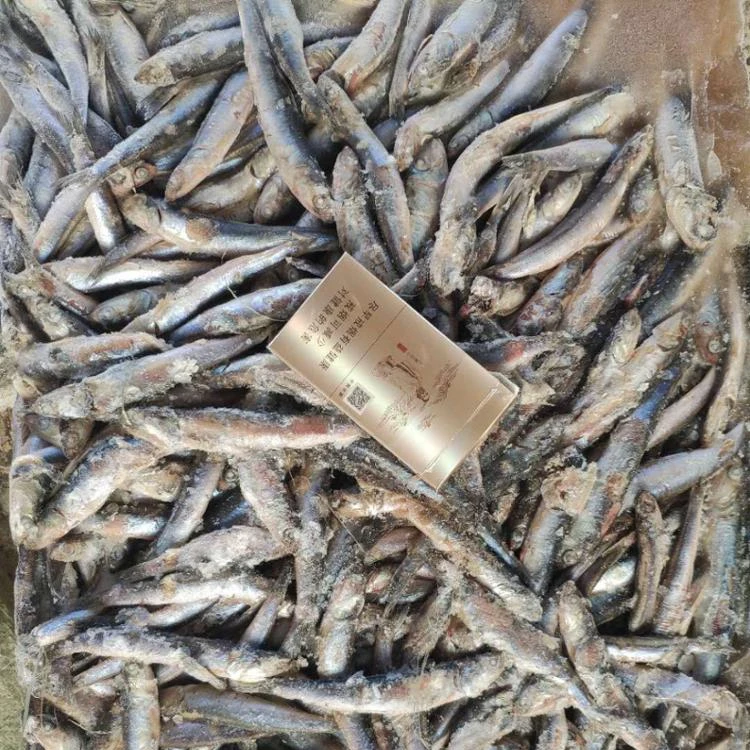 Замороженный анчоус для корма из Китая