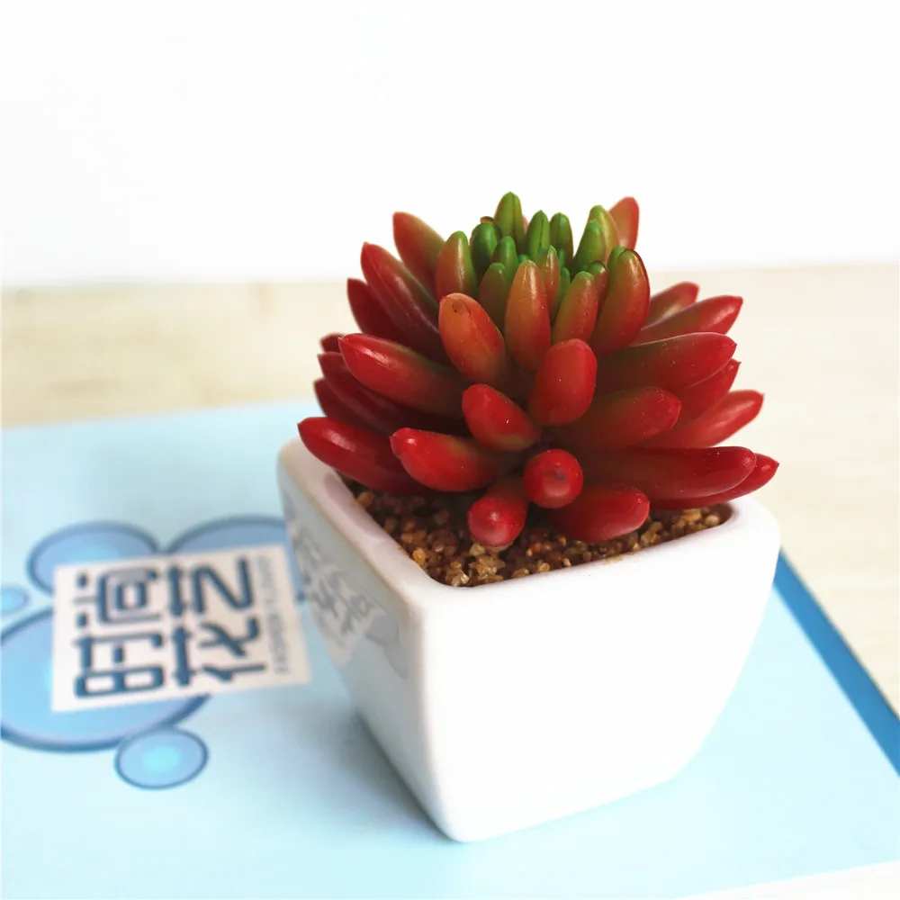 Mini Natural Real Decorative Artificial Succulent Plants