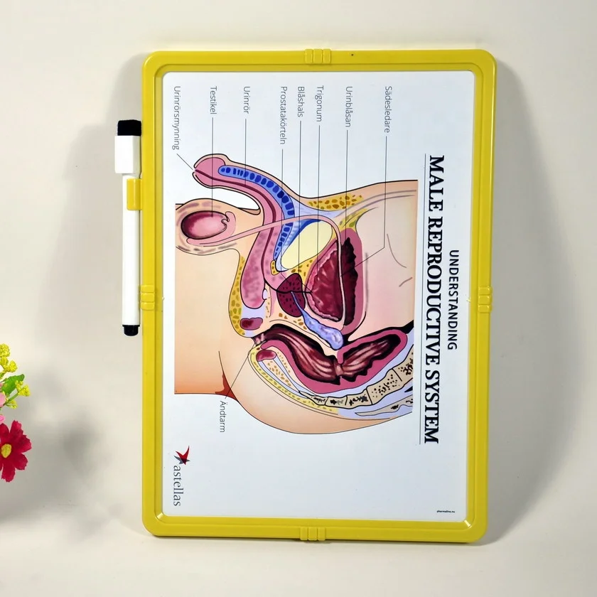 Erasable handwritten medical whiteboard