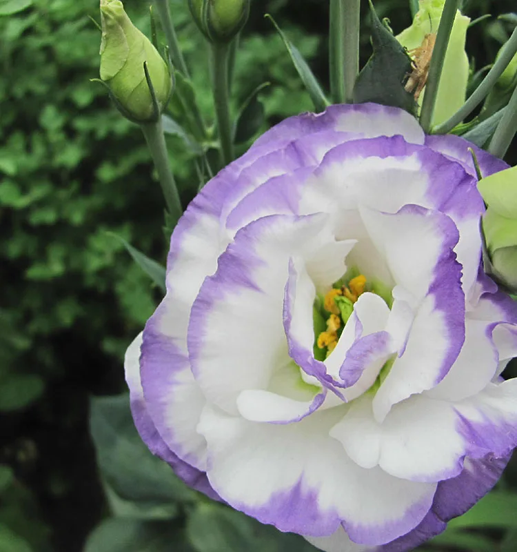 wholesale fresh flowers flower delivery freshness guarantee eustoma bouquets