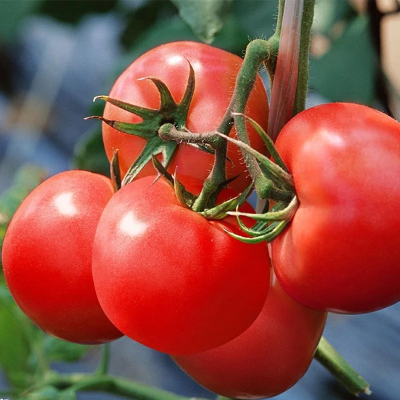 2018 поставка Лучшая Продажа семена гибридного помидора с хорошим качеством