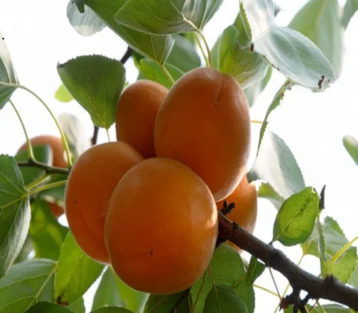 Абрикосовое пюре, абрикосовый концентрат в бочках по 220л