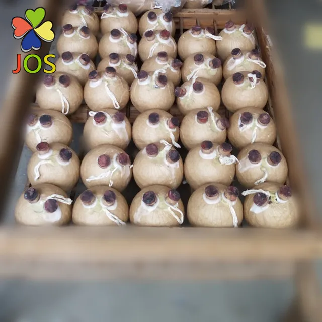 5 inch display shell fireworks  paper shell for sale  fireworks paper shell