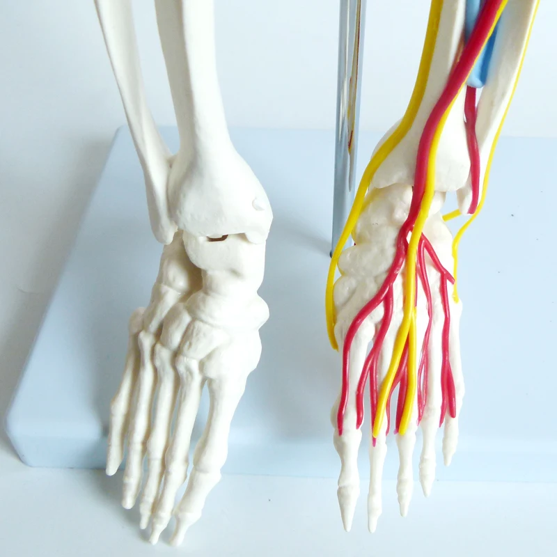 85CM skeleton model  anatomy skeleton human plastic skeleton