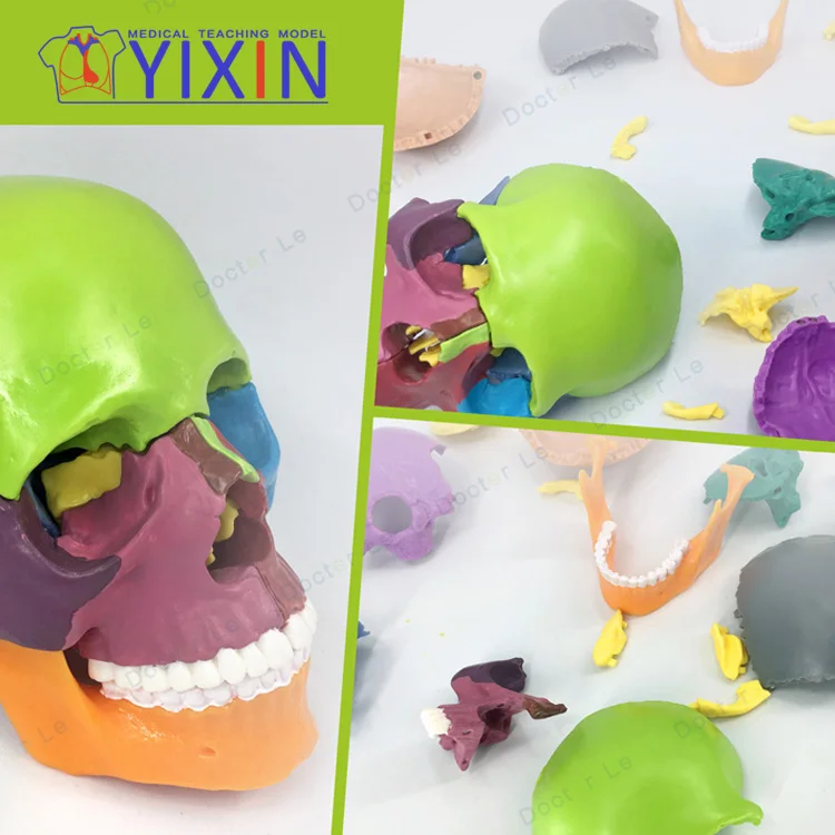 
4D Miniskull Assembly Skull Model Color Human 15 Component Model Separation 