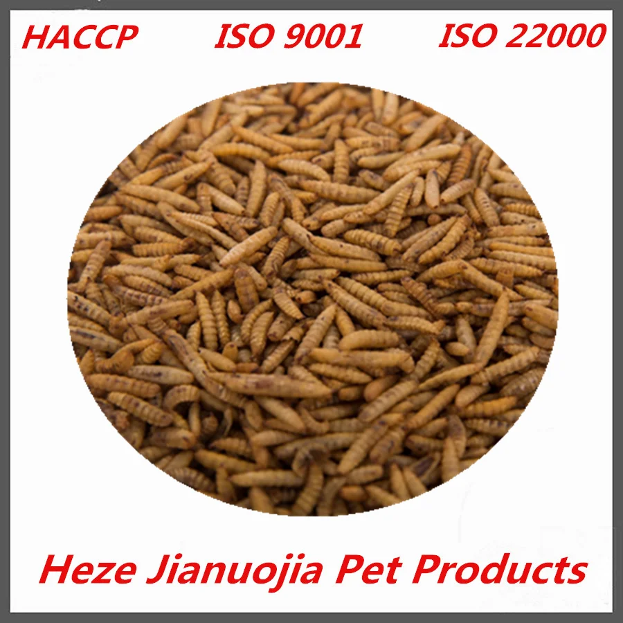 Black Soldier Fly Larvae Aquarium Fish Food