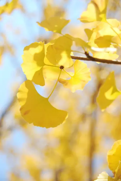 fast shipped ginkgo biloba extract/ginkgo biloba extract powder/ginkgo seed extract