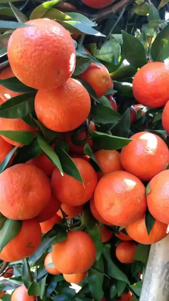 
organic fertilizer Soybean meal fertilizer for agriculture plant growth China manufactory 