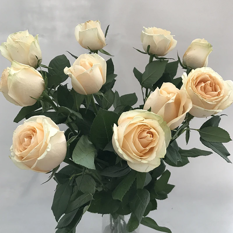 
online flower delivery wholesale fresh flowers online birthday champagne color rose 