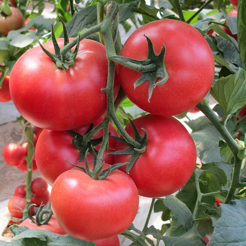 Оптовая продажа пятно питания розовый Семена помидоров Черри (1100012918544)