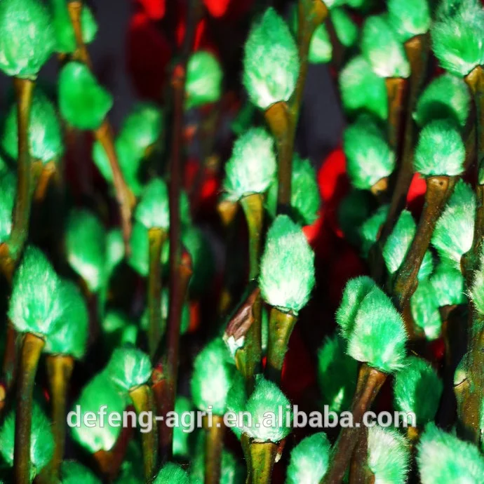 Wholesale fresh cut branches salix pussy willow for Christmas decoration