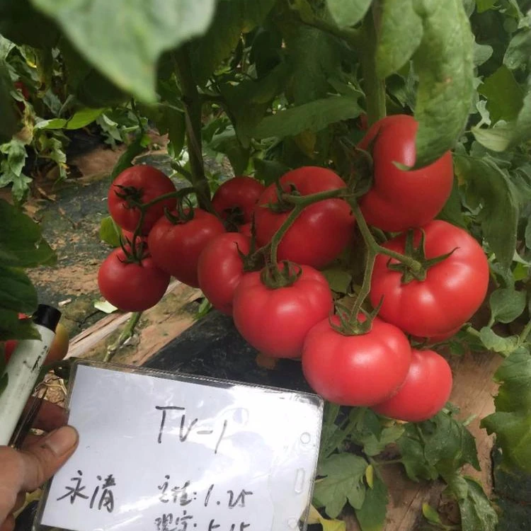 Семена розового томата для продажи