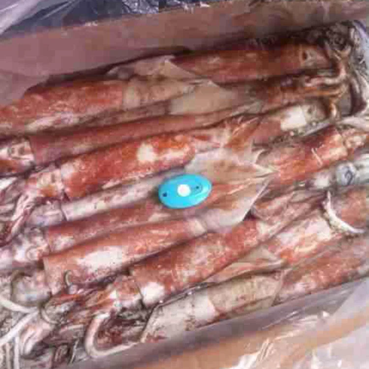 
Good price frozen squid whole Chinese Loligo Squid frozen illex squid for sale 