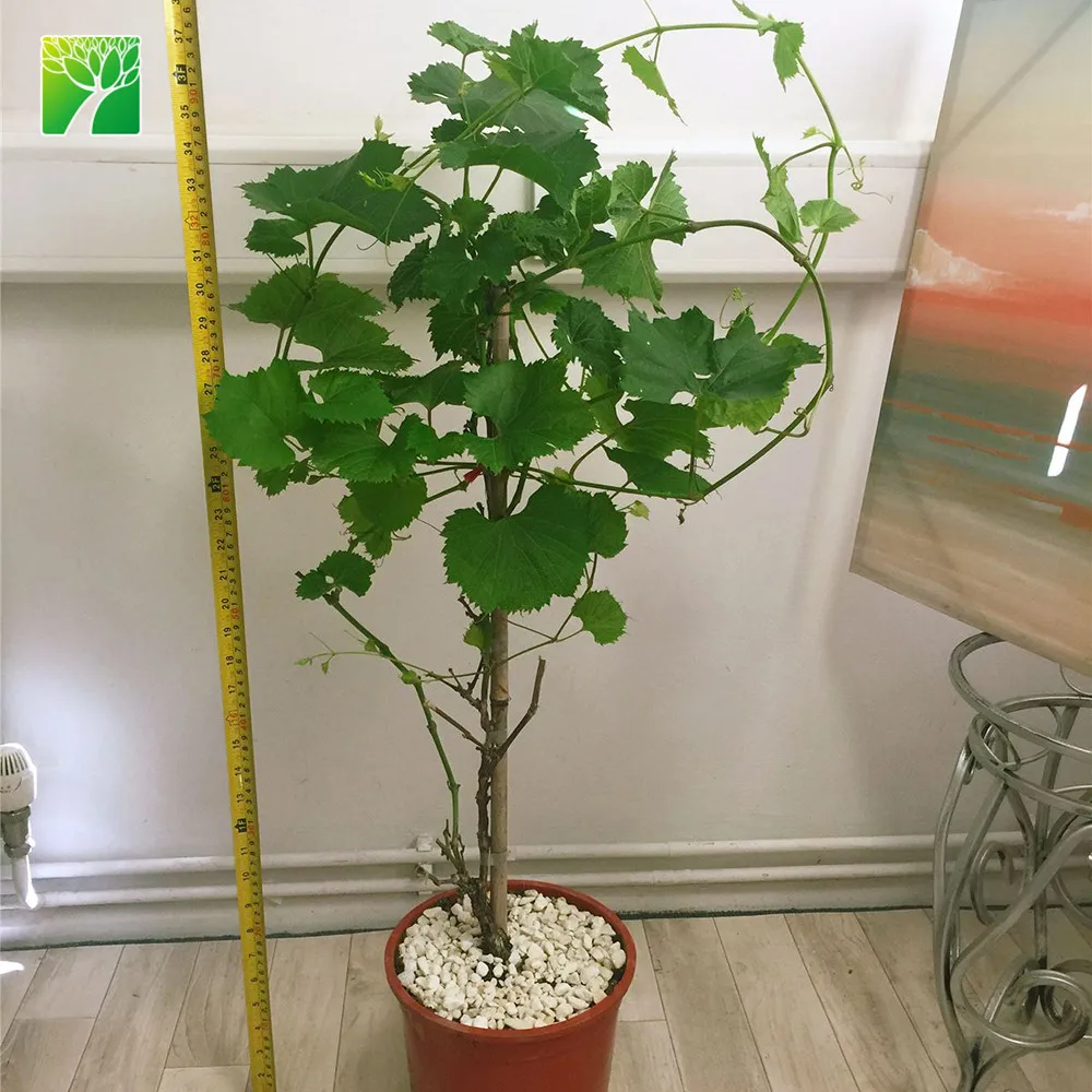 Недорогие капли винограда витис винифера, рассады фруктов, Луны, оптом