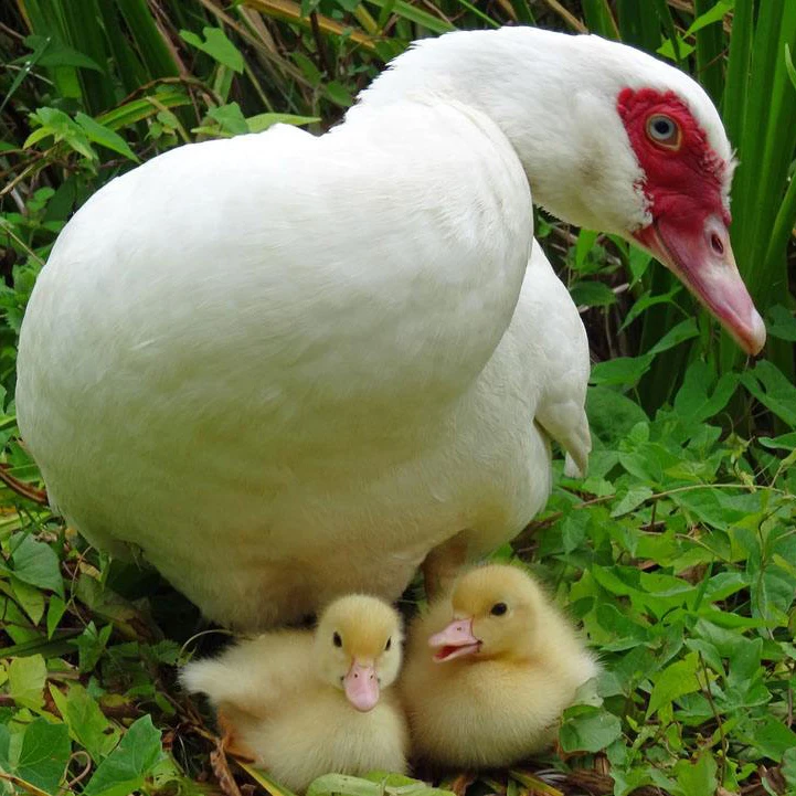 
Handmade Golden Sticky White Feather Duck Down 95% Duvet Filling Materials 