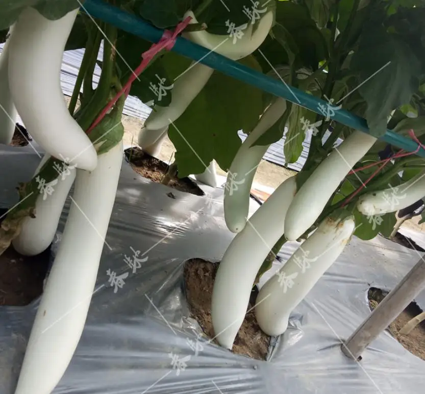 
Supply new White fruits eggplant Solanum melongena seeds for dry vegetable 