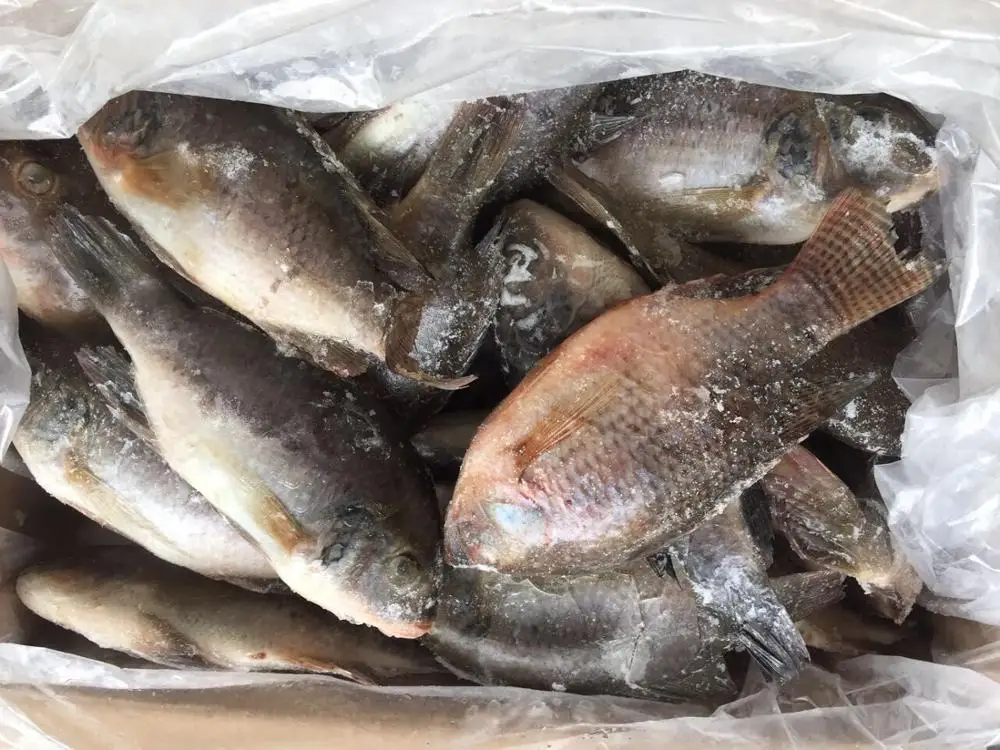Frozen Tilapia Fish for Africa Market