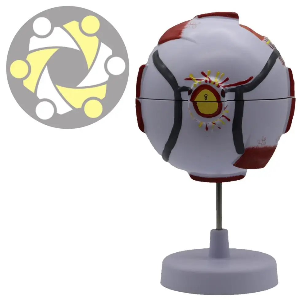6 times enlarged  model plastic human anatomical study Eye Model