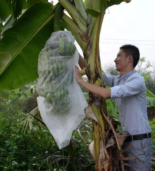 anti-UV pp spunbond nonwoven fruit protection bags for banana cover