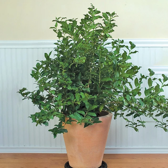 Hot sale subtropics woody plant White Tea BAI HAO YIN ZHEN plant Camellia sinensis