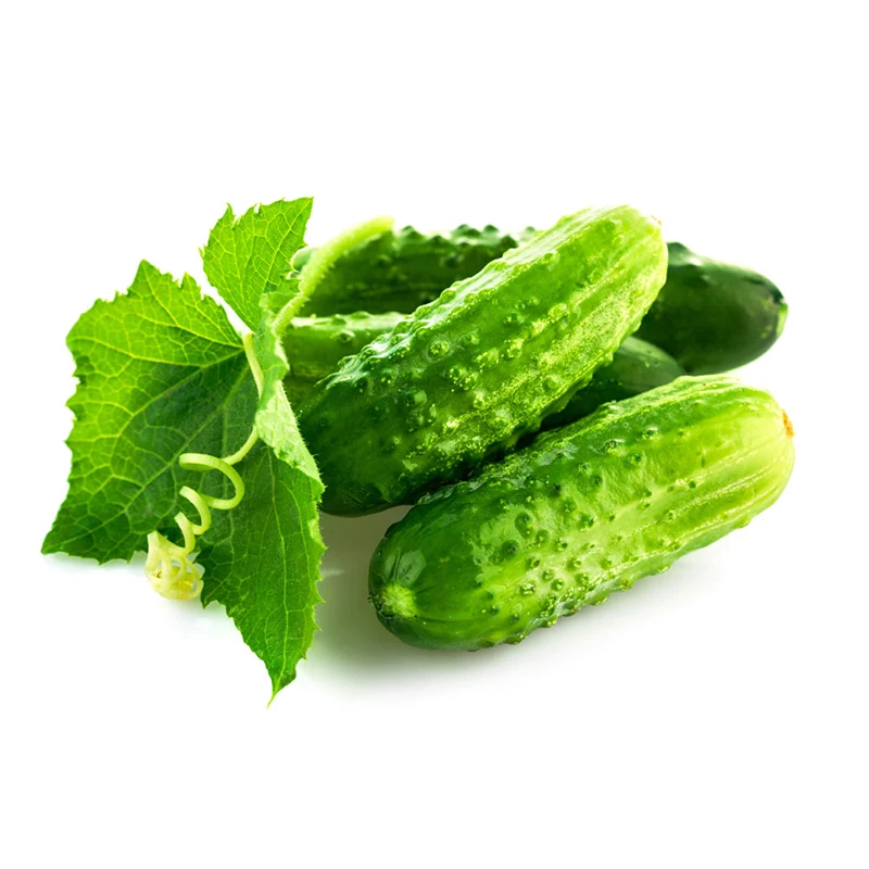 Зеленый огурец семена для весеннего защитного поля культивирования