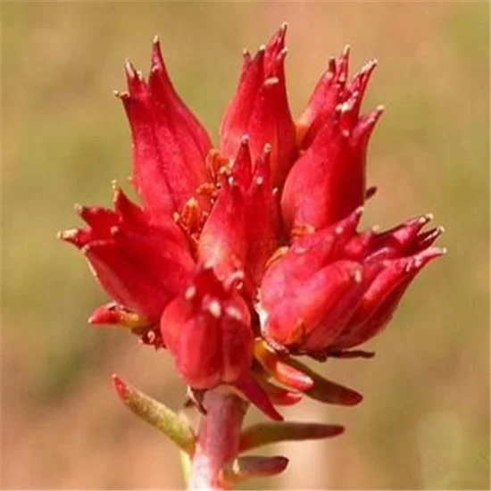
ISO Extract Rhodiola rose extract 1%-10% Salidroside 
