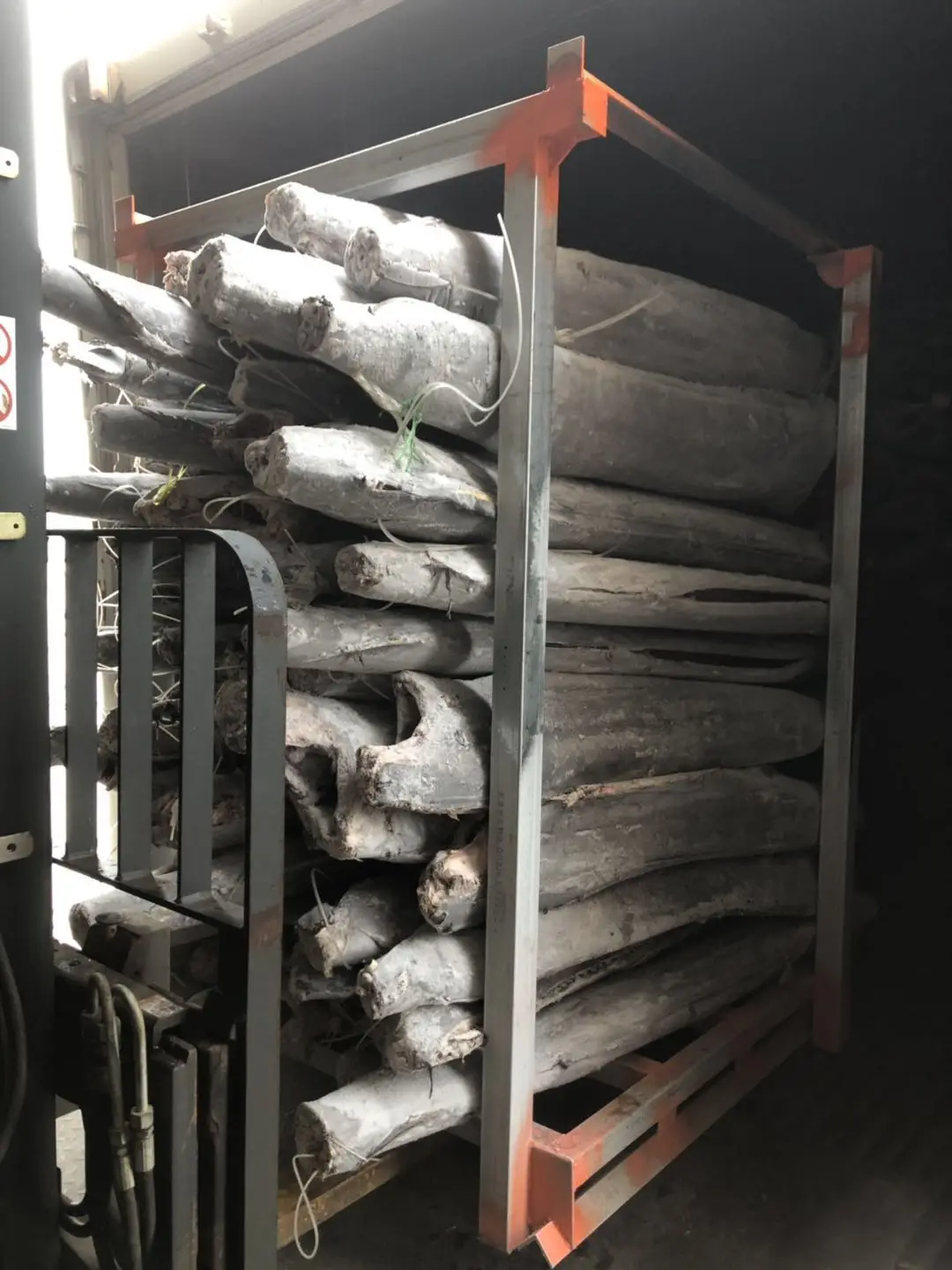 Best Quality 30KG+ HGT Frozen Sail Fish