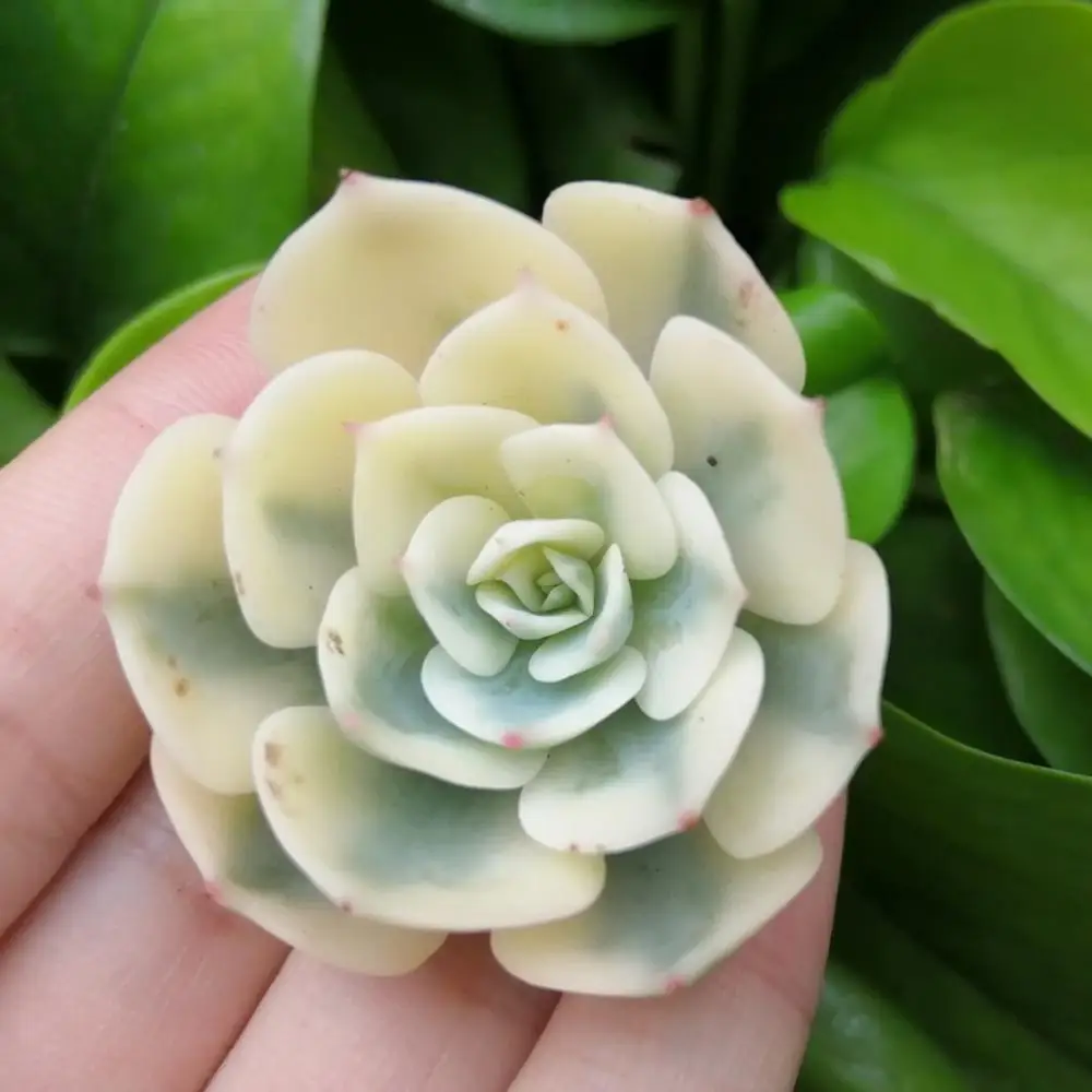 
 Натуральное растение Echeveria lenore Дин комнатный суккулент  