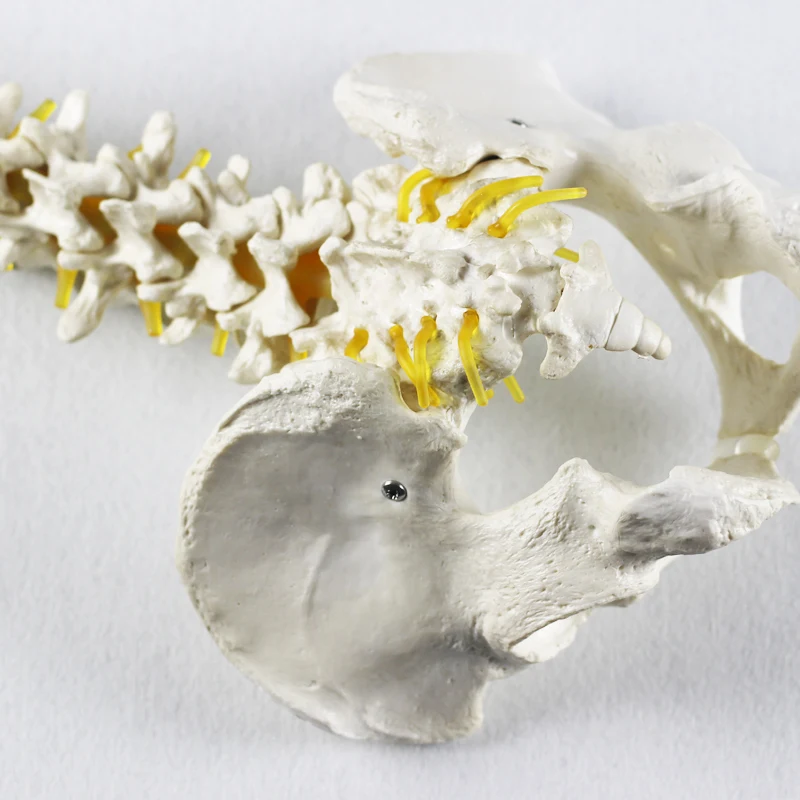 
YUEYONG Spine, pelvis, european shape, Medical Spinnal Column Anatomical Human Model, 