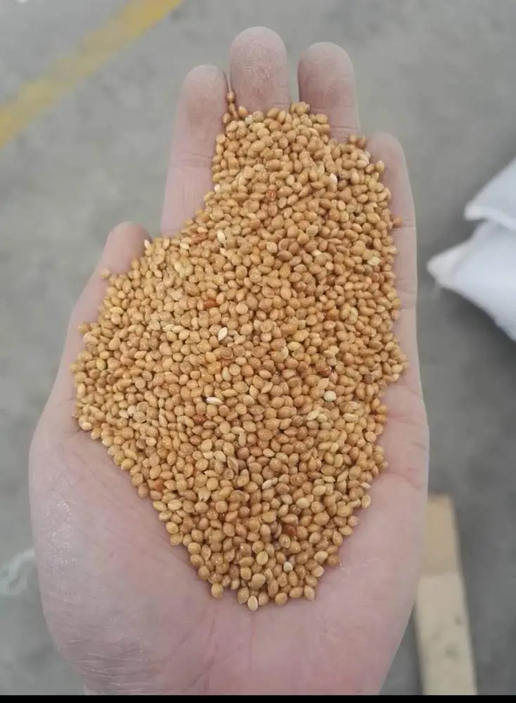 
Yellow millet 