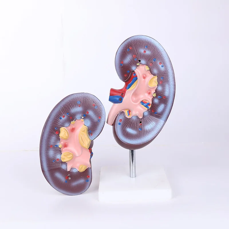 4times High Quality PVC Human Body Anatomical Model Medical Science Torso Skeleton for Schools