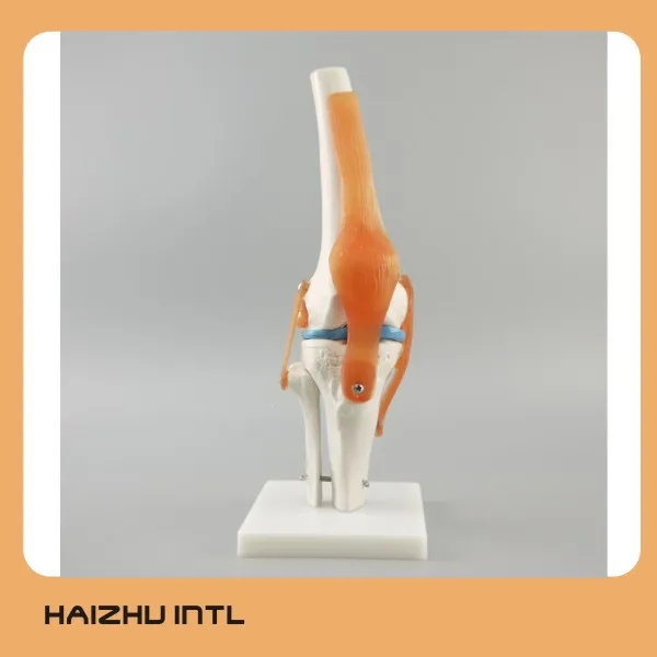 Medical science subject human knee joint model