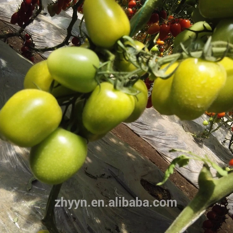 Семена овощей специальных гибридных семян томатов