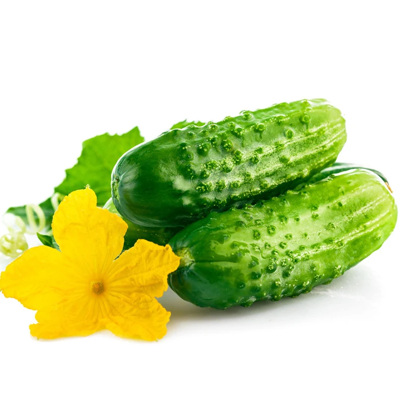 Неопределенный темно-зеленый цвет семена огурца