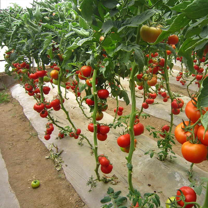 Красный помидор Семена неопределенное Семена овощей