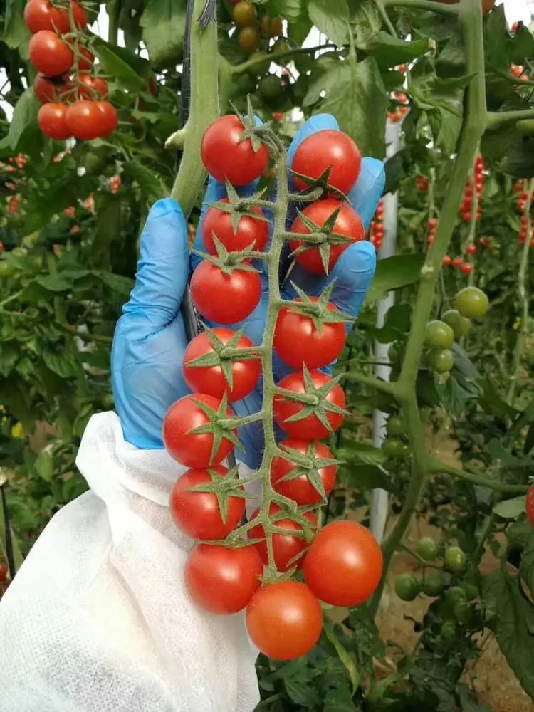 
organic fertilizer Soybean meal fertilizer for agriculture plant growth China manufactory 