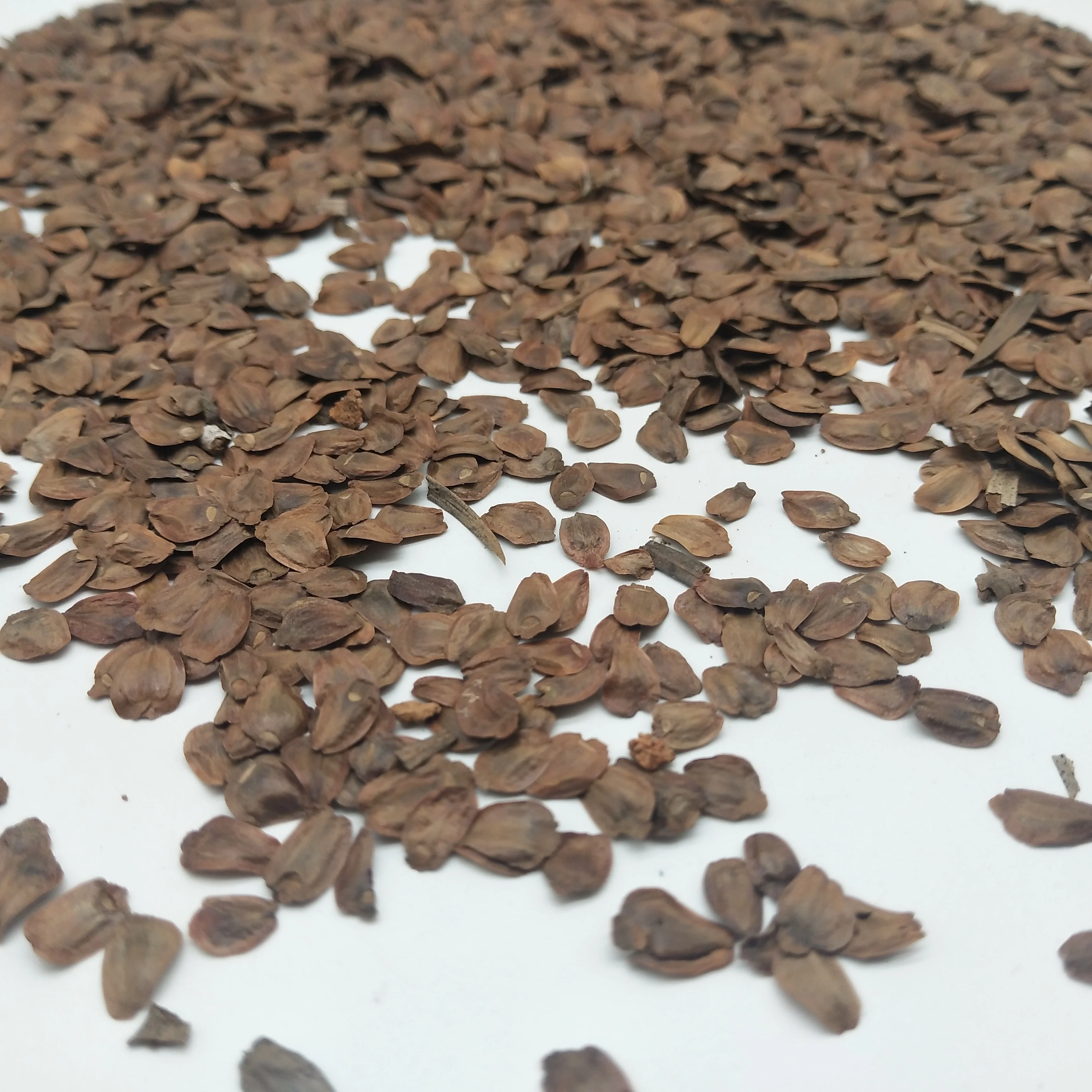 
S301 Competitive price Ornamentel Araucaria plant seeds without shell 