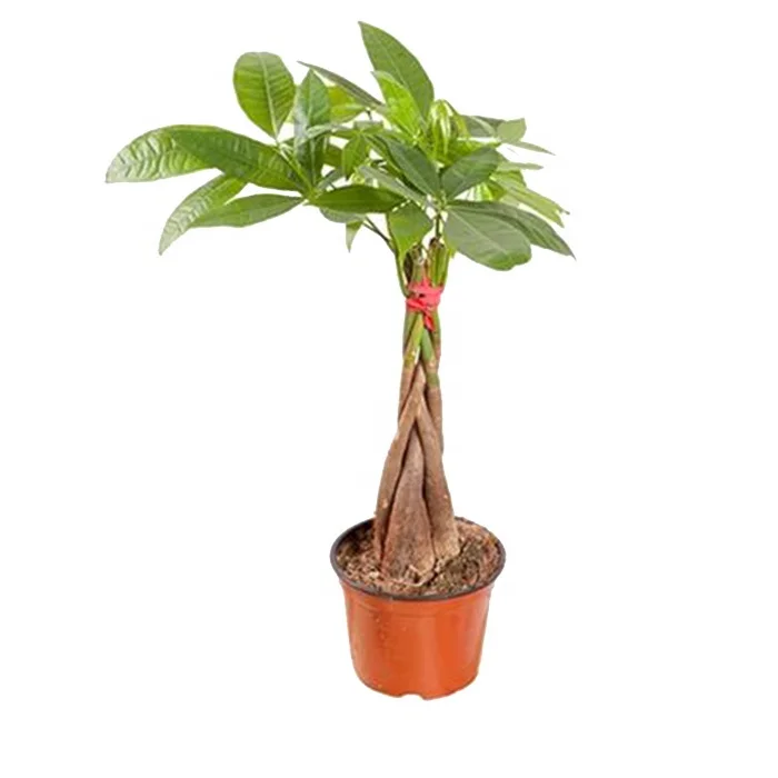 100 см оплетенный внутренний человеческий корневой пахира макрокарпа