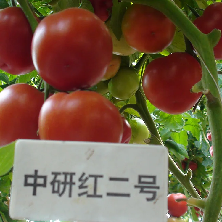 Китайский овощной большой красный Тепличный томат семян