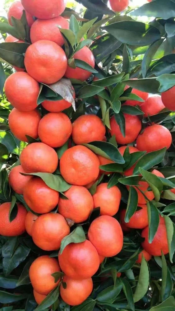 
Biological organic fertilizer from soybean offal used in agriculture China NPK5 