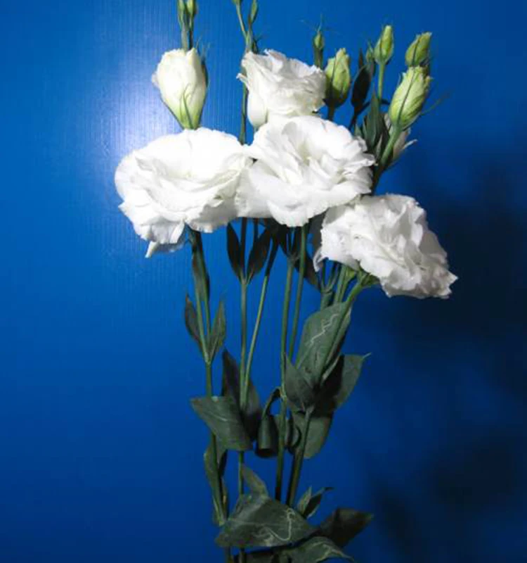 
wholesale fresh flowers flower delivery create an artistic design flowers eustoma 