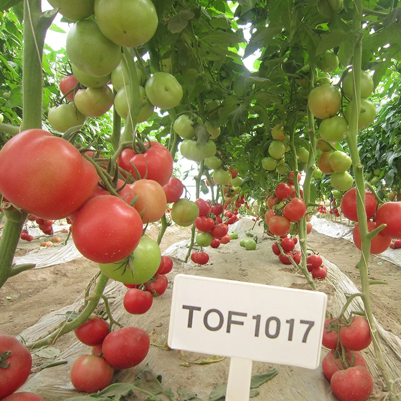 Семена гибридного помидора из китайского овощного семян