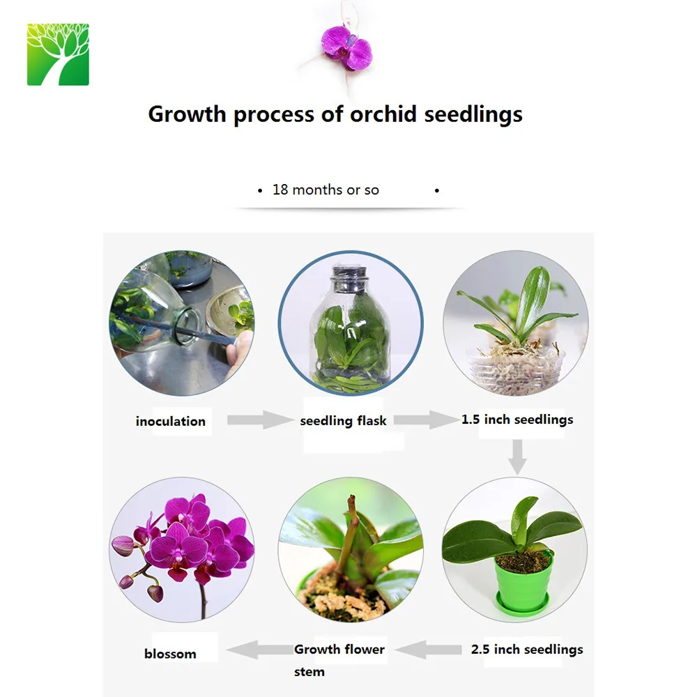 Горячая Распродажа, красивые розовые цветочные рассады, орхидеи фаленопсис