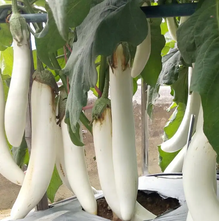 
Supply new White fruits eggplant Solanum melongena seeds for dry vegetable 
