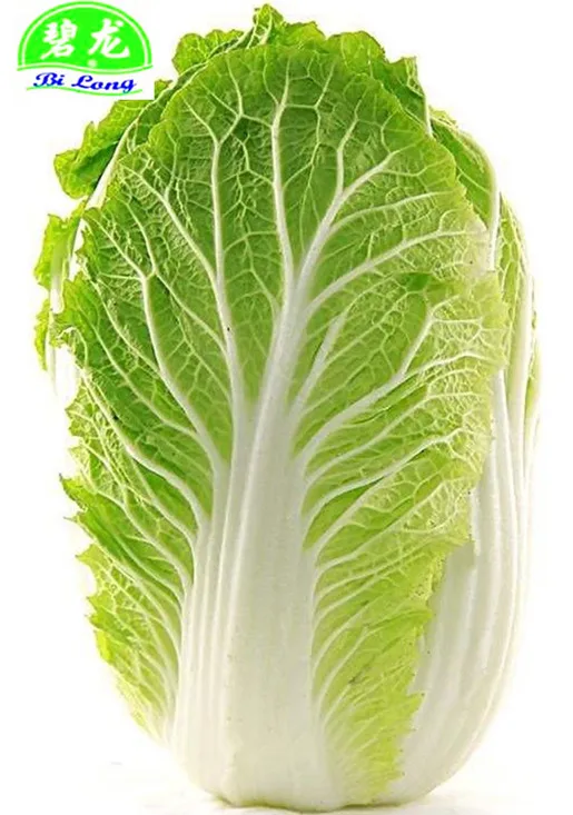 
2021 GAP wholesale fresh chinese long cabbage new crop high quality export to MALAYSIA CANADA UAE SINGAPORE 