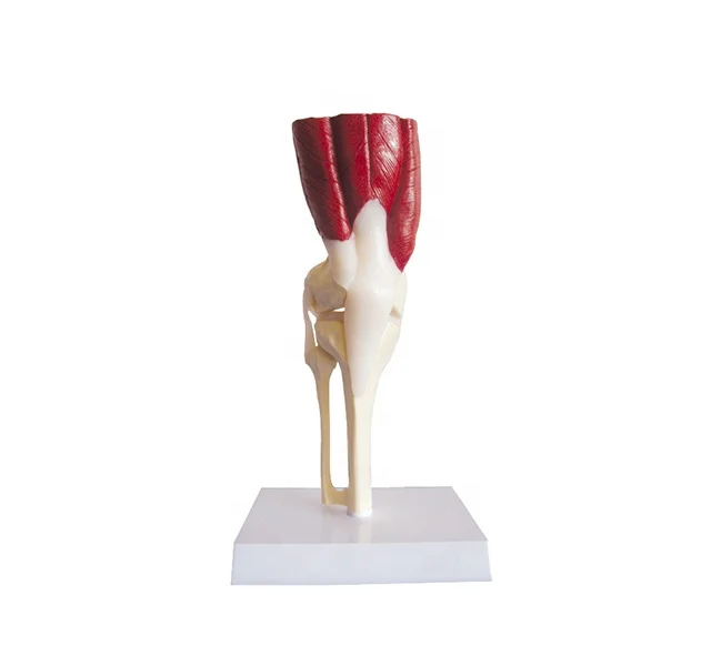 Artificial Plastic Knee Joint with Muscles and Ligaments Medical Structure Model