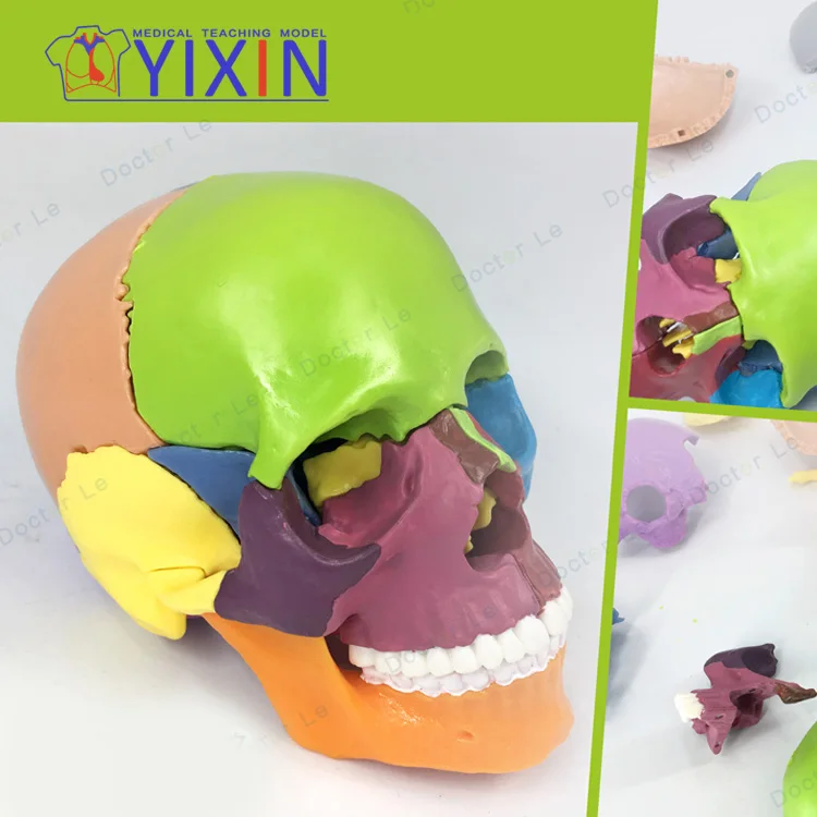 
4D Miniskull Assembly Skull Model Color Human 15 Component Model Separation 