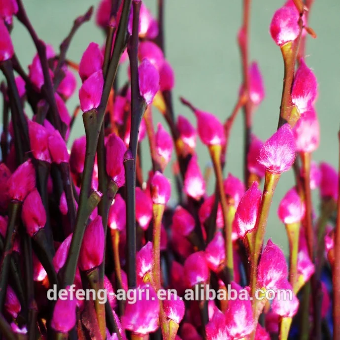 Wholesale fresh cut branches salix pussy willow for Christmas decoration